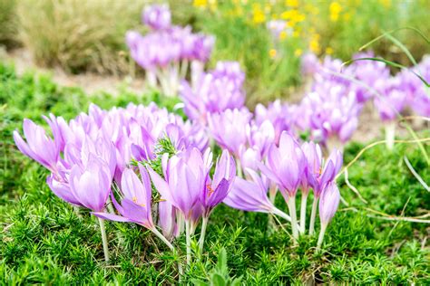 when to plant autumn crocus